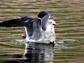 Heerman's Gull