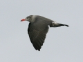 Heerman's Gull