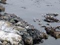Heerman's Gull