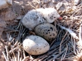 Heerman's Gull