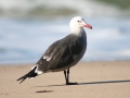 Heerman's Gull