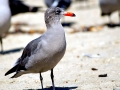 Heerman's Gull