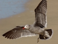 Heerman's Gull