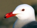 Heerman's Gull