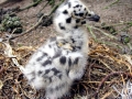 Heerman's Gull