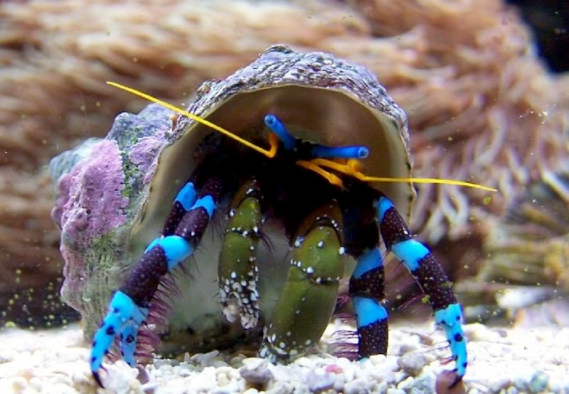 Hermit Crab – "OCEAN TREASURES" Memorial Library