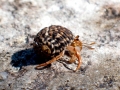 Hermit Crab