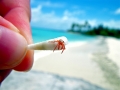 Hermit Crab