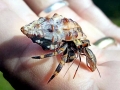 Hermit Crab