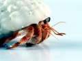 Hermit Crab