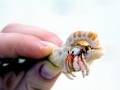 Hermit Crab