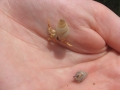 Hermit Crab