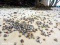 Hermit Crab