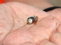 Hermit Crab