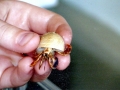 Hermit Crab