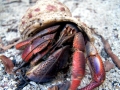 Hermit Crab