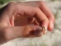 Hermit Crab
