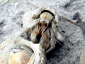 Hermit Crab