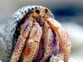 Hermit Crab