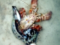 Hermit Crab