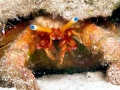 Hermit Crab