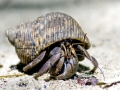 Hermit Crab