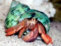 Hermit Crab