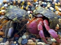 Hermit Crab
