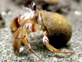 Hermit Crab