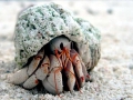 Hermit Crab