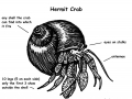 Hermit Crab