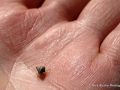 Hermit Crab