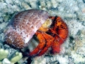 Hermit Crab