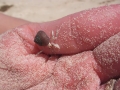 Hermit Crab