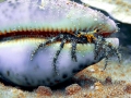 Hermit Crab