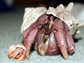 Hermit Crab