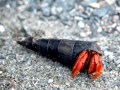 Hermit Crab