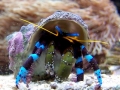 Hermit Crab