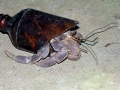 Hermit Crab
