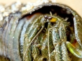 Hermit Crab