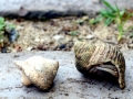 Hermit Crab