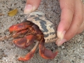 Hermit Crab
