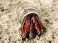 Hermit Crab