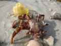 Hermit Crab