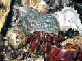 Hermit Crab