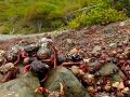Hermit Crab