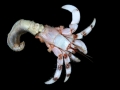 Hermit Crab