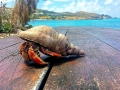 Hermit Crab