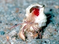 Hermit Crab