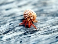 Hermit Crab